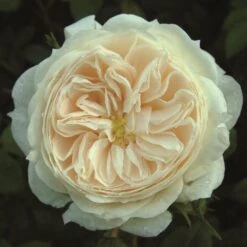 Cream Shrub Rose 'Macmillan Nurse' 4Ltr Pot