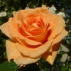 Orange Shrub Rose 'Raymond Carver' 4Ltr Pot 1 Orange Shrub Rose 'Raymond Carver' 4Ltr Pot -PlantCraft Sales Shop 5011622213018