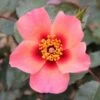 Pink Floribunda Rose 'For Your Eyes Only' 3Ltr Pot -PlantCraft Sales Shop 5011622214329
