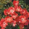 Whartons 'Flower Carpet Sunset' Standard Rose 80cm Stem -PlantCraft Sales Shop 5011622214411