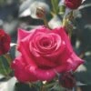 Whartons 'Timeless Charisma' Hybrid Tea Red Bush Rose Plant 3Ltr Pot -PlantCraft Sales Shop 5011622214725