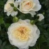 Cream Shrub Rose 'Queens Jubilee' 4Ltr Pot 1 Cream Shrub Rose 'Queens Jubilee' 4Ltr Pot -PlantCraft Sales Shop 5011622214855