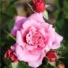 Whartons 'Timeless Pink' Bush Rose 4Ltr Pot -PlantCraft Sales Shop 5011622216033