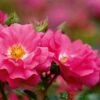 Whartons 'Flower Carpet Pink' Climbing Rose 4Ltr Pot 2 Whartons 'Flower Carpet Pink' Climbing Rose 4Ltr Pot -PlantCraft Sales Shop 5011622216064