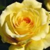Yellow Climbing Rose 'Sommergold' 4Ltr Pot 1 Yellow Climbing Rose 'Sommergold' 4Ltr Pot -PlantCraft Sales Shop 5011622216088