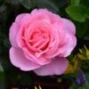 Pink Shrub Rose 'Pearl Of St. Lukes' 4Ltr Pot -PlantCraft Sales Shop 5011622219706