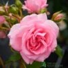 Pink Climbing Rose 'Mamma Mia Courtyard' 3Ltr Pot -PlantCraft Sales Shop 5011622220184