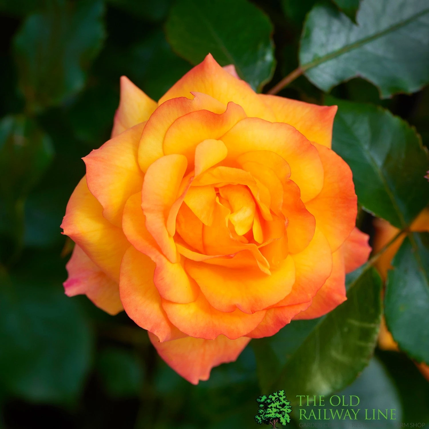Orange Climbing Rose 'Redova Courtyard' 4Ltr Pot 3 Orange Climbing Rose 'Redova Courtyard' 4Ltr Pot