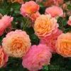 Whartons 'Peach Melba' Peach Climbing Rose 3Ltr Pot -PlantCraft Sales Shop 5011622220238