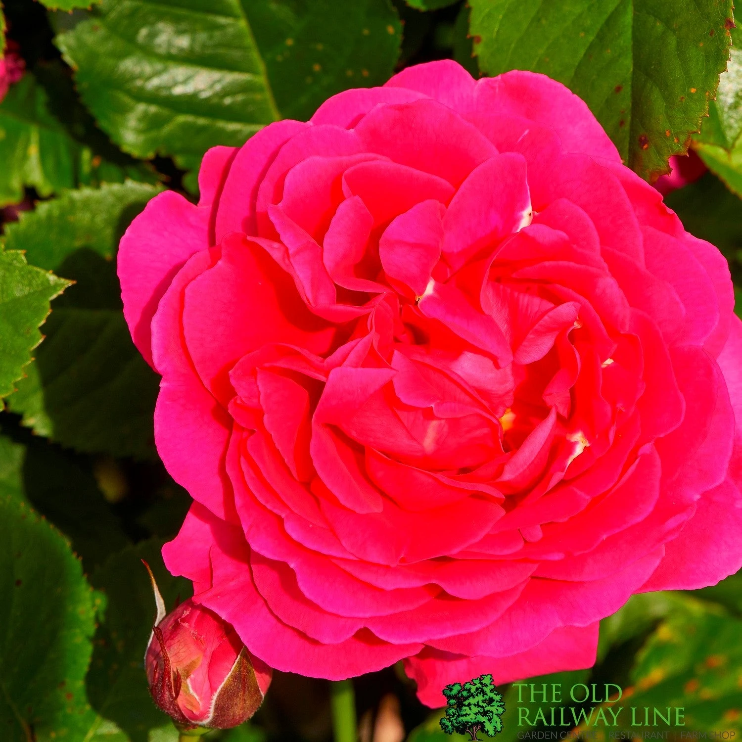 Pink Climbing Rose 'Pasillo Courtyard' 3Ltr Pot 3 Pink Climbing Rose 'Pasillo Courtyard' 3Ltr Pot