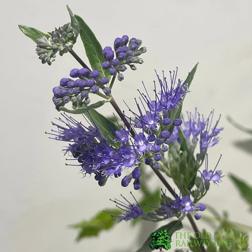 Caryopteris X Clandonensis 'Kew Blue' 3Ltr Pot 4 Caryopteris X Clandonensis 'Kew Blue' 3Ltr Pot - Image 2