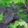 Corylus Maxima 'Purpurea' Filbert Tree 7.5Ltr Pot -PlantCraft Sales Shop 5019756158601