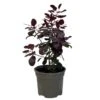 Cotinus 'Royal Purple' Smoke Tree 3 Ltr Pot 2 Cotinus 'Royal Purple' Smoke Tree 3 Ltr Pot -PlantCraft Sales Shop 5019756160697