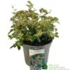 Cotoneaster Franchetii 3Ltr Pot 2 Cotoneaster Franchetii 3Ltr Pot -PlantCraft Sales Shop 5019756161250 4ddea0b2 09ed 444b ad62 aae6ee9a3da9