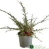 Cotoneaster Horizontalis Plant 3Ltr Pot 2 Cotoneaster Horizontalis Plant 3Ltr Pot -PlantCraft Sales Shop 5019756161533