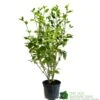 Griselinia Littoralis 3Ltr Pot 1 Griselinia Littoralis 3Ltr Pot -PlantCraft Sales Shop 5019756190328