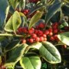 Ilex 'Golden King' Holly Plant 3Ltr Pot 1 Ilex 'Golden King' Holly Plant 3Ltr Pot -PlantCraft Sales Shop 5019756201833