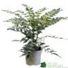 Mahonia 'Charity' Plant 3Ltr Pot 1 Mahonia 'Charity' Plant 3Ltr Pot -PlantCraft Sales Shop 5019756219425