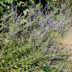 Perovskia 'Blue Spire' Plant 3Ltr Pot