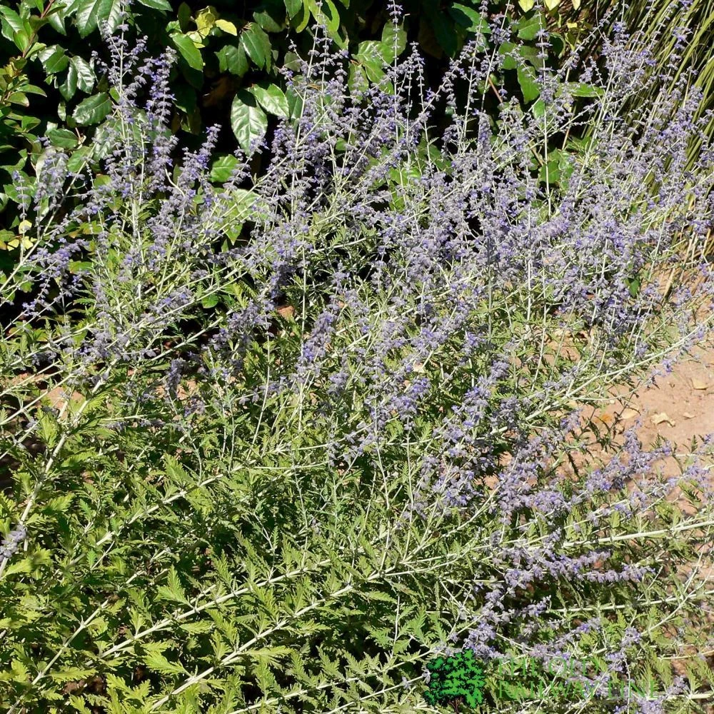 Perovskia 'Blue Spire' Plant 3Ltr Pot 3 Perovskia 'Blue Spire' Plant 3Ltr Pot