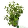 Philadelphus 'Belle Etoile' Mock Orange Plant 3Ltr Pot -PlantCraft Sales Shop 5019756228960 58b87ca7 7504 471f 9d37 c6a0a6ea5379