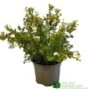 Potentilla Fruticosa 'Abbotswood' Shrubby Cinquefoil 3Ltr Pot 2 Potentilla Fruticosa 'Abbotswood' Shrubby Cinquefoil 3Ltr Pot -PlantCraft Sales Shop 5019756242195