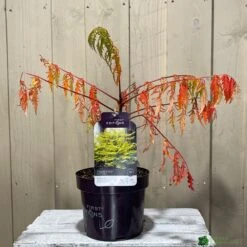 Rhus Typhina 'Tiger Eyes' 3Ltr Pot (NL) -PlantCraft Sales Shop 5019756405453 2