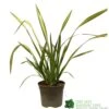Phormium 'Yellow Wave' Flax 3Ltr Pot -PlantCraft Sales Shop 5019756541298