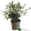 Osmanthus Burkwoodii Plant 3Ltr Pot -PlantCraft Sales Shop 5019756617351 2
