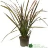 Phormium 'Jester' Flax 3Ltr Pot 1 Phormium 'Jester' Flax 3Ltr Pot -PlantCraft Sales Shop 5019756670905