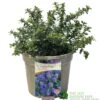 Ceanothus 'Blue Mound' Californian Lilac 3Ltr Pot 1 Ceanothus 'Blue Mound' Californian Lilac 3Ltr Pot -PlantCraft Sales Shop 5019756678222 a8b772e1 2401 4a7b 840f 47ad9ae8e739