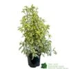 Pittosporum 'Golden King' 3Ltr 2 Pittosporum 'Golden King' 3Ltr -PlantCraft Sales Shop 5019756752007