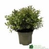 Pittosporum 'Tom Thumb' Plant 3Ltr Pot -PlantCraft Sales Shop 5019756822137 35b559fe 72e0 46ed 94c0 6360db5d86ae