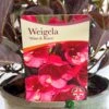 Weigela 'Wine & Rose' Plant 3Ltr Pot -PlantCraft Sales Shop 5019756883572 cf02a588 eef7 4aad ad6e 80dee0e0da33