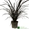 Phormium 'Platts Black' Flax 3Ltr Pot 1 Phormium 'Platts Black' Flax 3Ltr Pot -PlantCraft Sales Shop 5019756893489