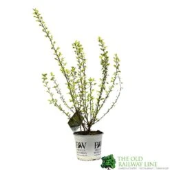 Physocarpus Opulifolius 'Tiny Wine Gold' Ninebark 3Ltr Pot