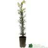 Ceanothus 'Lemon And Lime' Plant 3Ltr Pot -PlantCraft Sales Shop 5019801003108