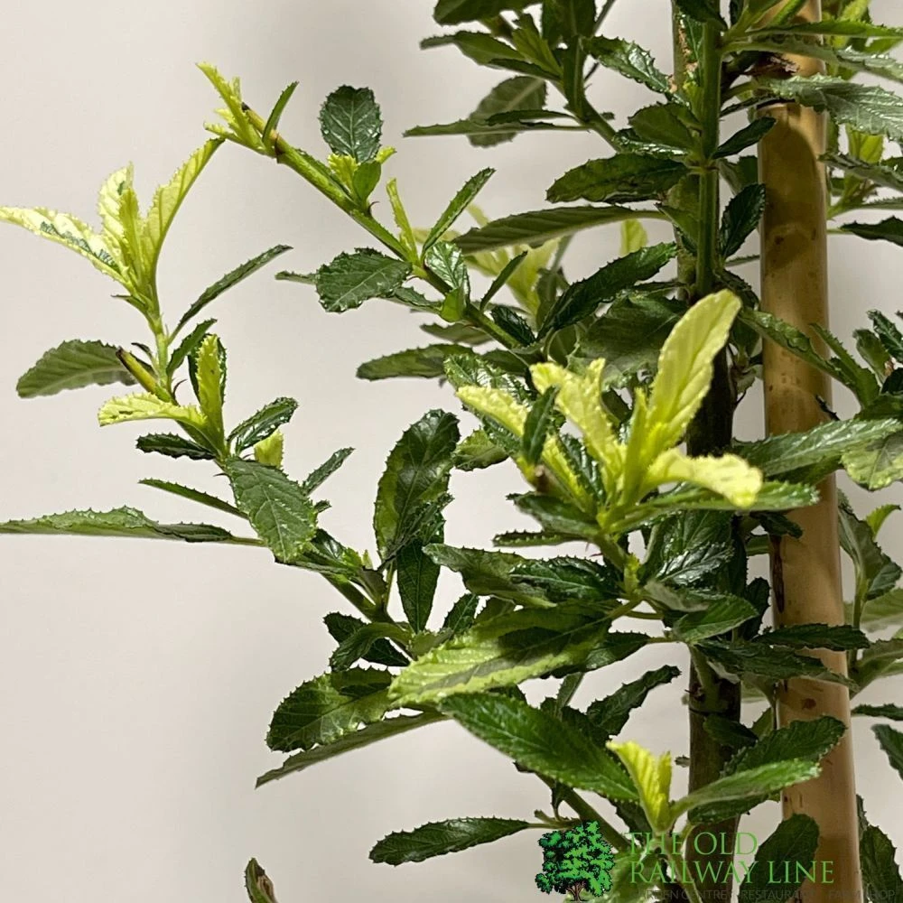 Ceanothus 'Lemon And Lime' Plant 3Ltr Pot 4 Ceanothus 'Lemon And Lime' Plant 3Ltr Pot - Image 2