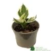 Hosta 'Patriot' Plant 2Ltr Pot -PlantCraft Sales Shop 5019801008288