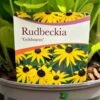 Rudbeckia 'Goldstrum' 2Ltr Pot 2 Rudbeckia 'Goldstrum' 2Ltr Pot -PlantCraft Sales Shop 5019801008639