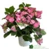 Hydrangea 'Cotton Candy' 5Ltr Pot -PlantCraft Sales Shop 5019801008738