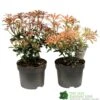 Pieris Assorted Variety 2Ltr Pot -PlantCraft Sales Shop 5019801010823 0f7d9657 0e89 4bfa b028 5b88f871dc4c