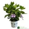 Hydrangea 'Blackberry Pie' 5Ltr Pot 1 Hydrangea 'Blackberry Pie' 5Ltr Pot -PlantCraft Sales Shop 5019801013343