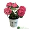 Hydrangea 'Sweet Cupcake' 5Ltr Pot 2 Hydrangea 'Sweet Cupcake' 5Ltr Pot -PlantCraft Sales Shop 5019801013367