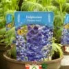 Delphinium Paramo 'Azul' 2Ltr Pot 1 Delphinium Paramo 'Azul' 2Ltr Pot -PlantCraft Sales Shop 5019801015446 4639ca22 45e9 4f34 822b 627bc9604947