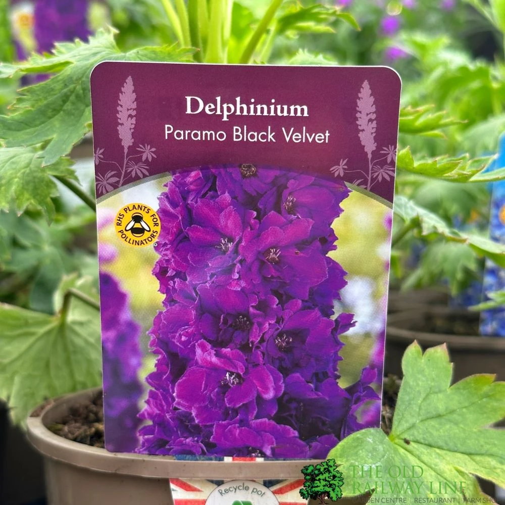 Delphinium Paramo 'Black Velvet' 2Ltr Pot 3 Delphinium Paramo 'Black Velvet' 2Ltr Pot