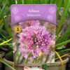 Allium 'Millennium' 2Ltr Pot 1 Allium 'Millennium' 2Ltr Pot -PlantCraft Sales Shop 5019801015712
