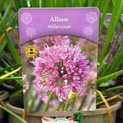 Allium 'Millennium' 2Ltr Pot