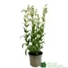 Penstemon 'Harlequin Lilac' Plant 2 Ltr Pot 1 Penstemon 'Harlequin Lilac' Plant 2 Ltr Pot -PlantCraft Sales Shop 5019801016412