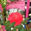 Red Miniature Climbing Rose 'Onwards & Upwards' 3Ltr Pot -PlantCraft Sales Shop 5019801016566